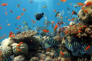 fish, aquarium, sea