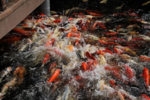 koi, fish, carp